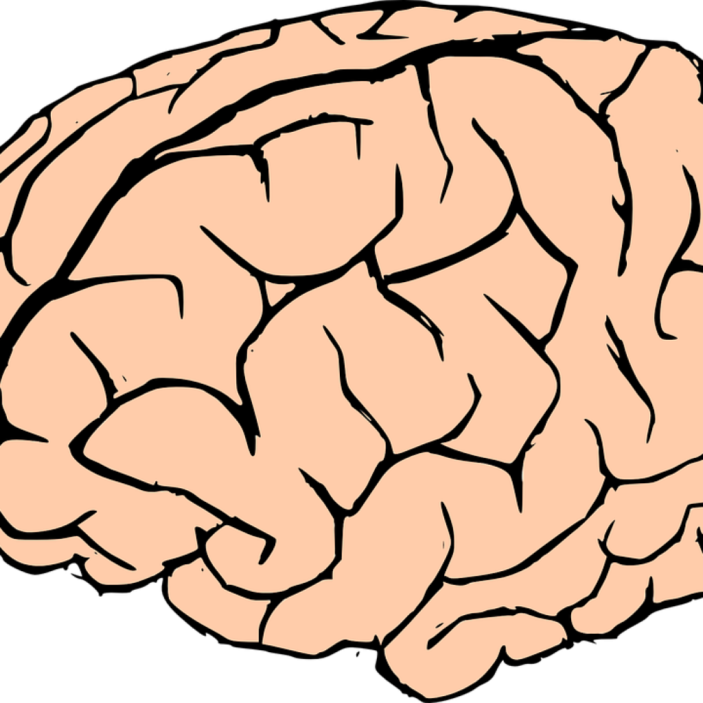 Brain Clipart Human Brain Clipart Brain Human Knowledge - Transparent Background Brain Clipart Transparent (1024x1024)