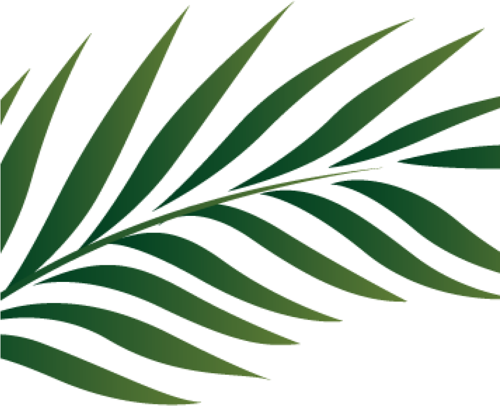 Palm Clipart Palm Branch Image Free Cliparts That You - Palm Leaves Outline (1024x1024)
