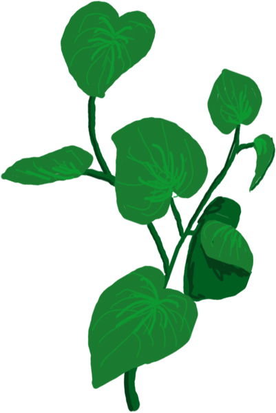 Safety Research - Kava Leaf Clip Art (401x600)