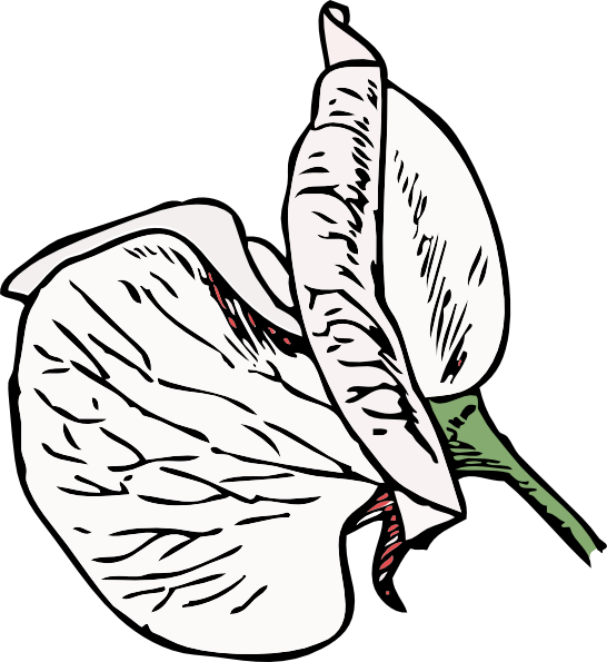 Sweet Pea Flower Tattoo (546x595)
