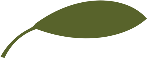 Cropped Square Leaf 512×512 - Cropped Square Leaf 512×512 (512x512)