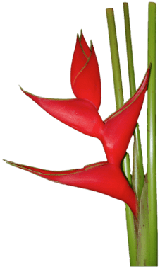 Red Heliconia - Heliconia Flower (400x400)
