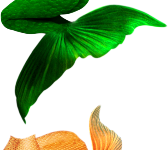 Mermaid Tail Clipart Overlay - Mermaid (640x480)