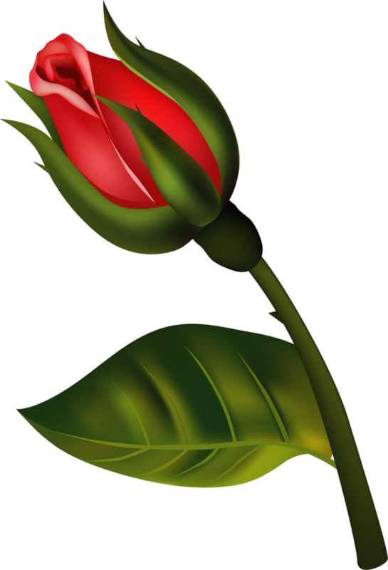 Roses,pink,roze,rosa, - Preschool (545x800)