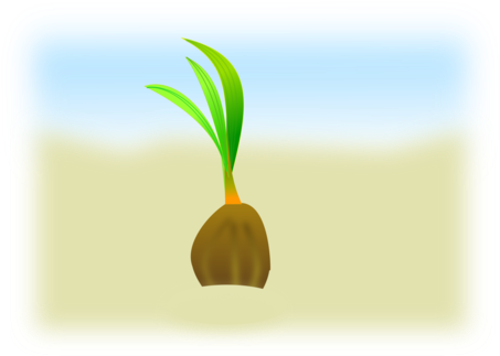 Seedling Coconut Germination - Coconut Seedling Clipart (453x340)