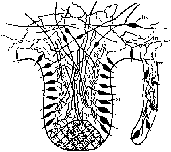 Png Free Stock Animal Physiology Hydra - Line Art (601x535)