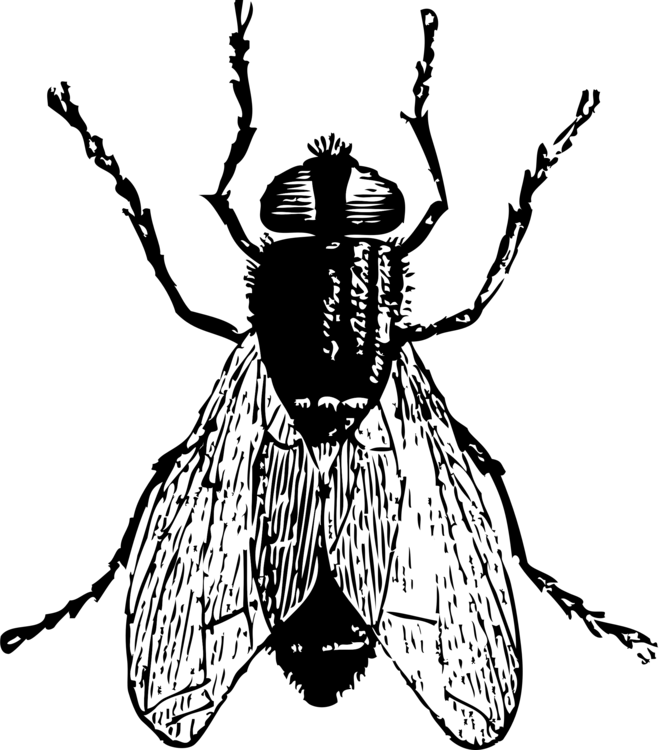 Housefly Insect Drawing - Fly Clip Art (659x750)