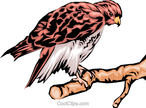 Eagle Royalty Free Vector Clip Art Illustration - Clip Art (480x356)
