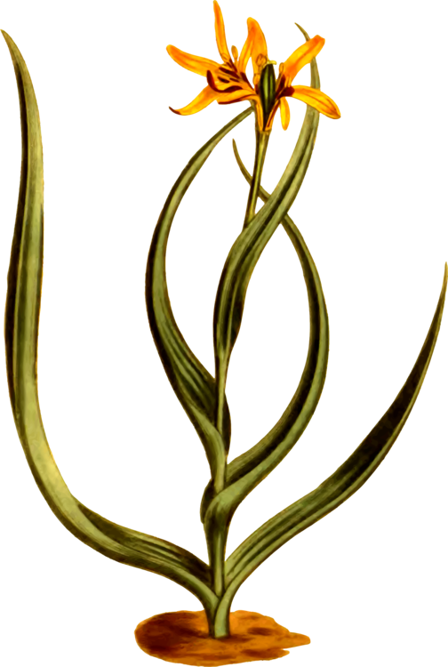 Floral Design Cut Flowers Flowerpot Plant Stem - Flower (504x750)