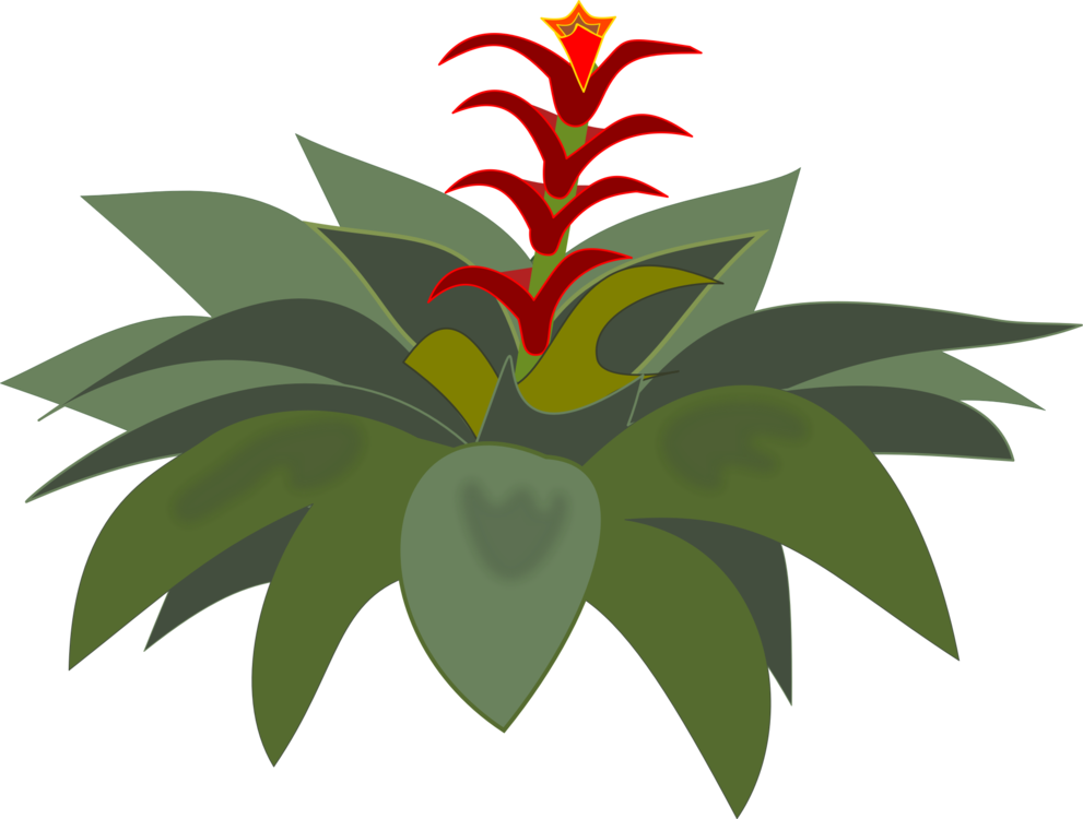 Bromelia Computer Icons Flowering Plant Plants - Bromeliad Clipart (991x750)