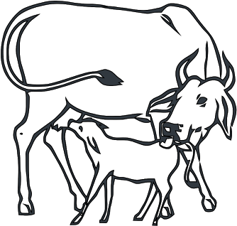 Image Result For Dairy Cow Faces Coloring Pages - Cow And Calf Drawing (405x363)