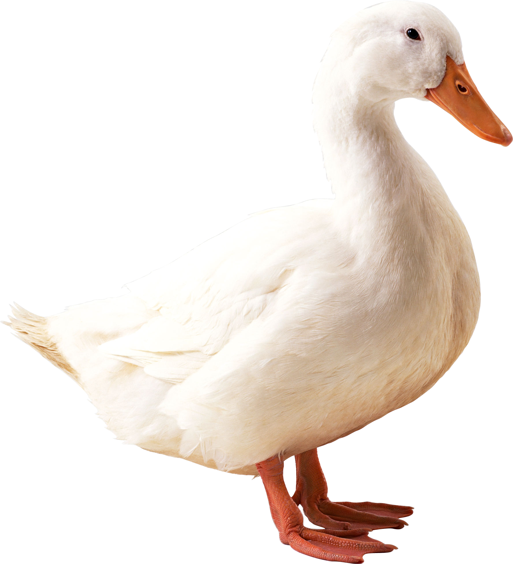 Png Image Information - Duck Png (1780x1959)