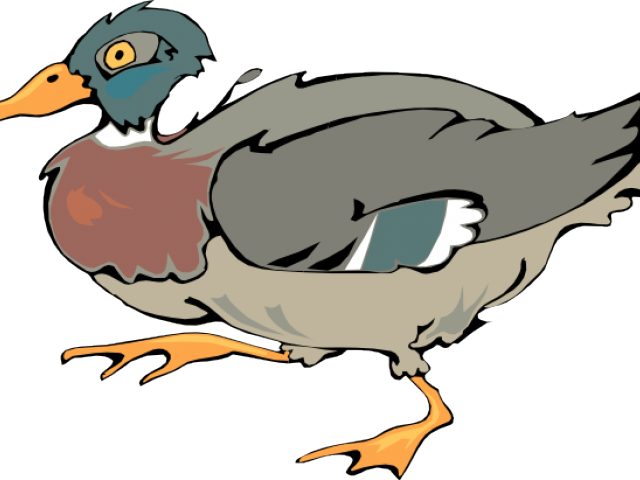 Walking Duck Clipart (640x480)