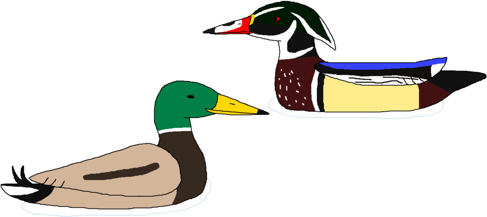 Clipart Duck Two Duck - Duck (1024x449)