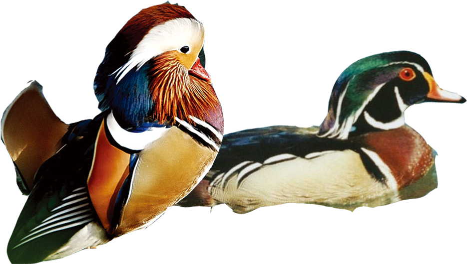 Mandarin Duck Clipart Grape - Mandarin Duck (1500x1000)
