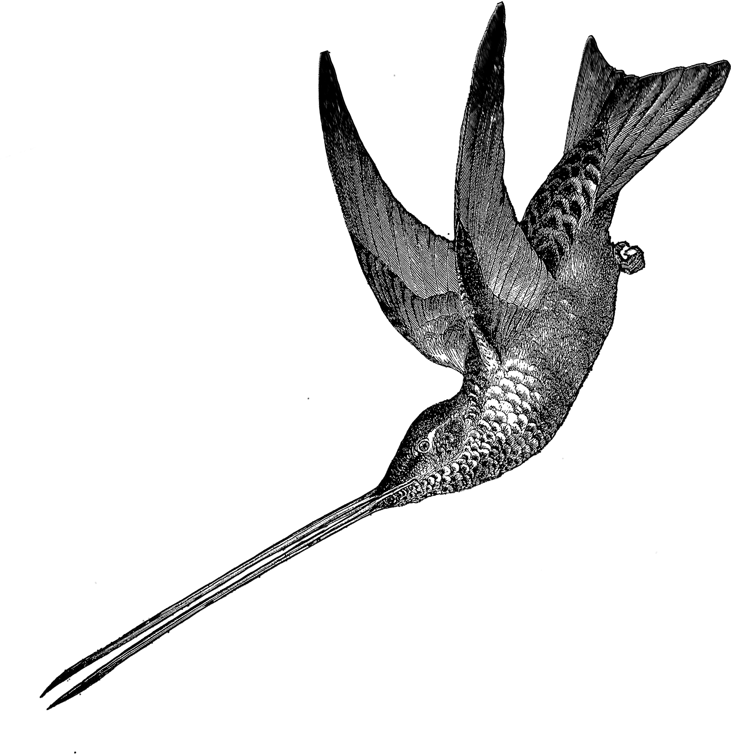 1881 Hummingbird Free Vintage Clip Art - Fairy Teases Hummingbird Throw Blanket (2550x3300)