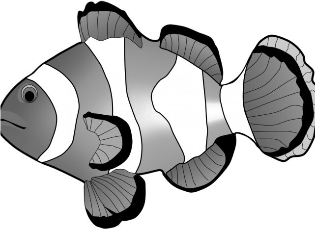 Clownfish Clipart Grade A - Clownfish Clipart Black And White (640x480)
