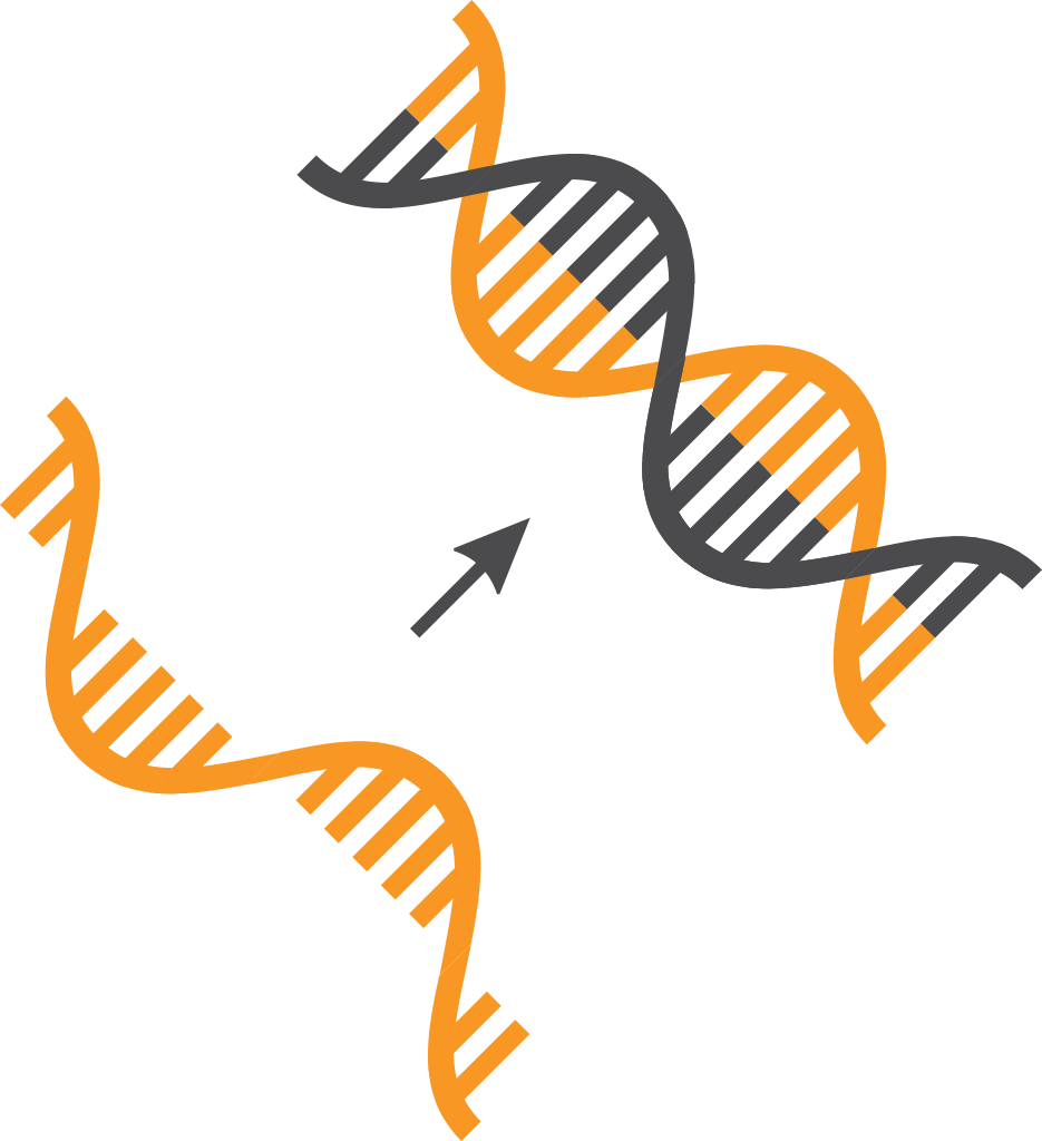 Ngs Sample Preparation - Cdna (935x1024)