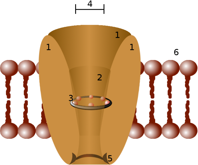 The Sculpture Was Commissioned By Roderick Mackinnon - Ion Channel (700x656)
