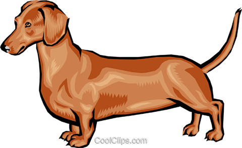 Dachshund - Dachshund.png Shower Curtain (480x294)