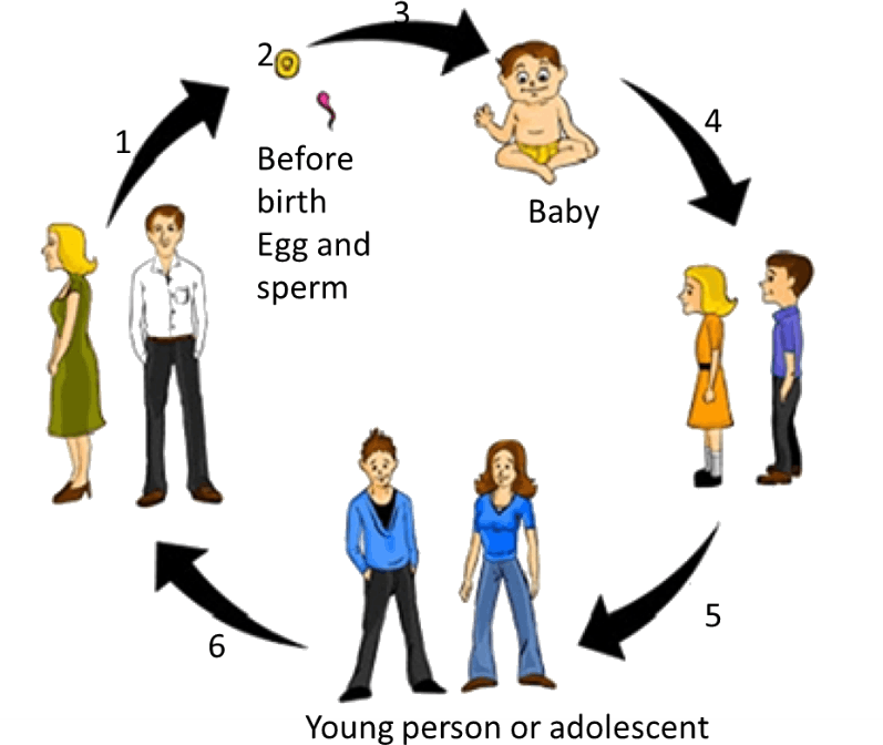 This Diagram Shows Cycle Of Adolescence - Human Life Cycle Drawing (797x672)