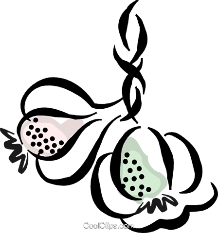 Garlic Cloves Royalty Free Vector Clip Art Illustration - Garlic Vector Png (448x480)