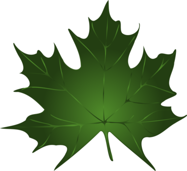 Autumn Leaf Color Green Maple - Green Autumn Leaves Clipart (372x340)