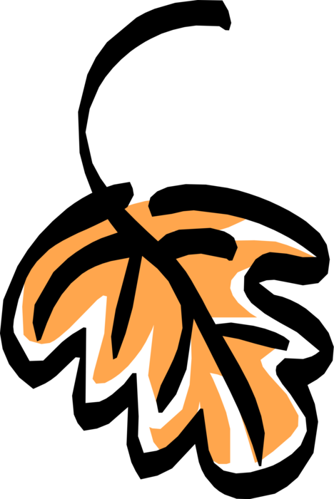 Vector Illustration Of Deciduous Tree Vegetation Oak - Illustration (468x700)