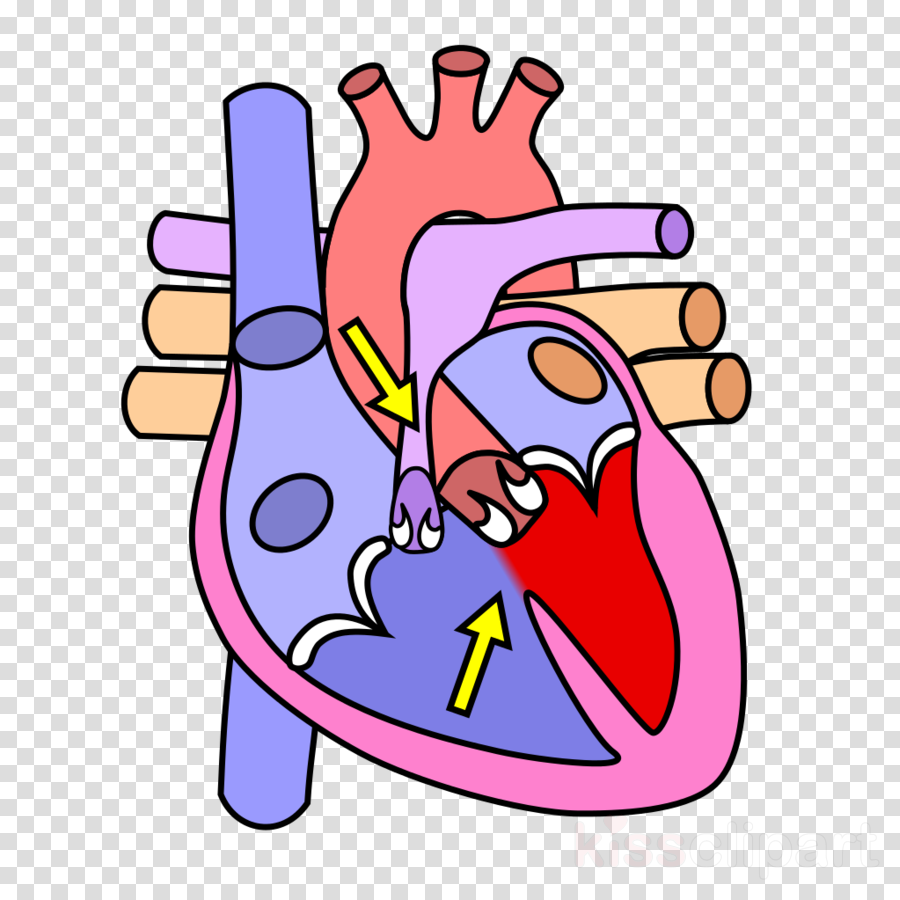 Clipart Resolution 956*1023 - Human Heart Without Labels (900x900)