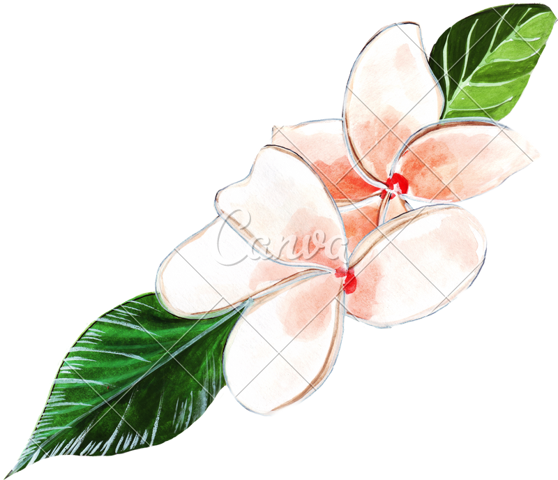 Painted Hands Watercolor Pink Plumeria - Watercolor Painting (800x688)