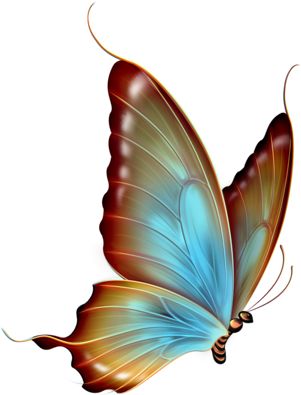 ‿✿⁀butterflies‿✿⁀ - Butterfly Clipart Transparent Background (626x800)