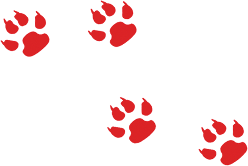 Header - Save The Grey Wolf Ornament (round) (485x326)