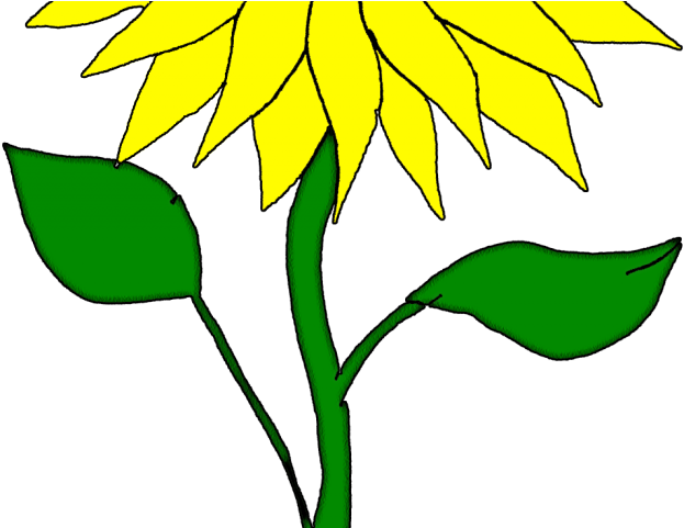 Sunflower Clipart Bud - Clip Art Sunflower Stem (640x480)