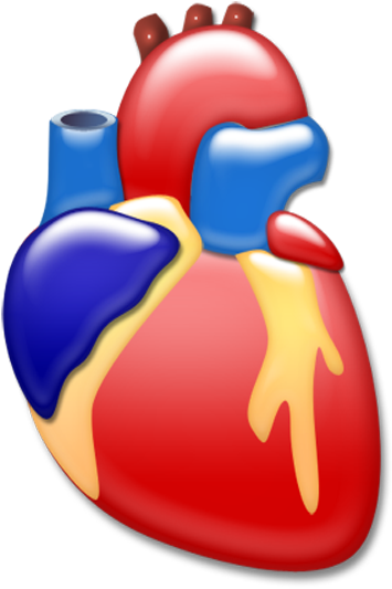 Insurance And Arrange An Appropriate Payment Schedule - Heart Organ Png (500x550)
