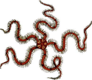 Sea Urchin Brittle Stars Starfish Art Forms In Nature - Buyenlarge 'common Madrepore Coral, Sea Urchin, Brittlestar, (389x340)