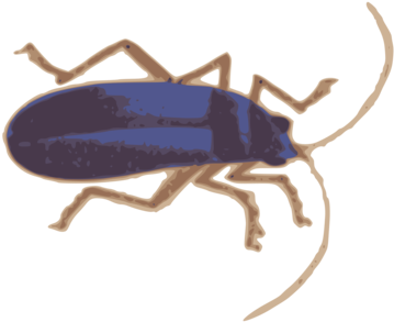 Magnifying Glass Beetle True Bugs Lens - Examine Clipart (376x340)