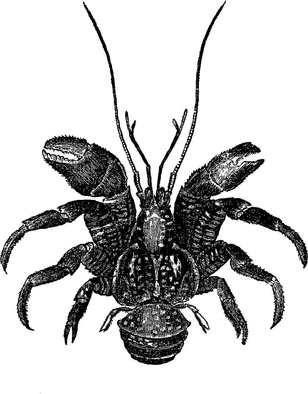 The Sea Shell Clip Art Is A Lovely Pencil Artwork Drawing - Insect (1200x1416)