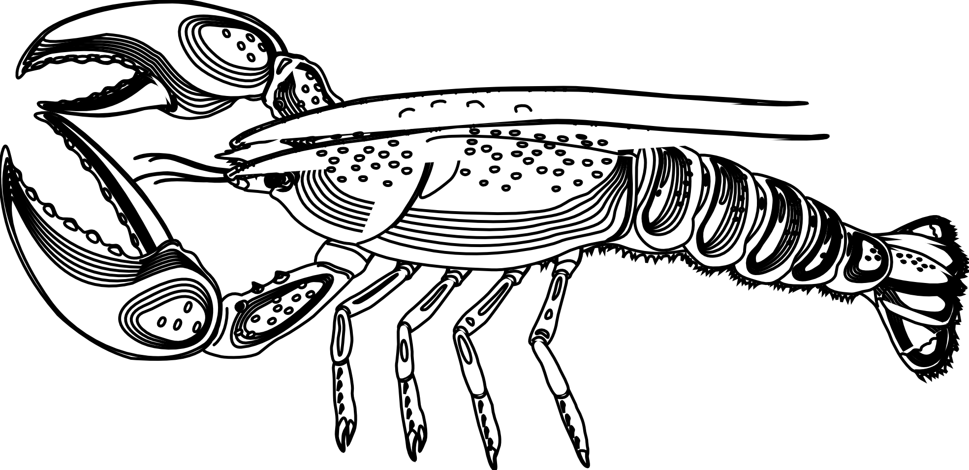 Fresh Crayfish Coloring Page Nashville Free Printable - Coloring Page Of A Lobster (1969x955)