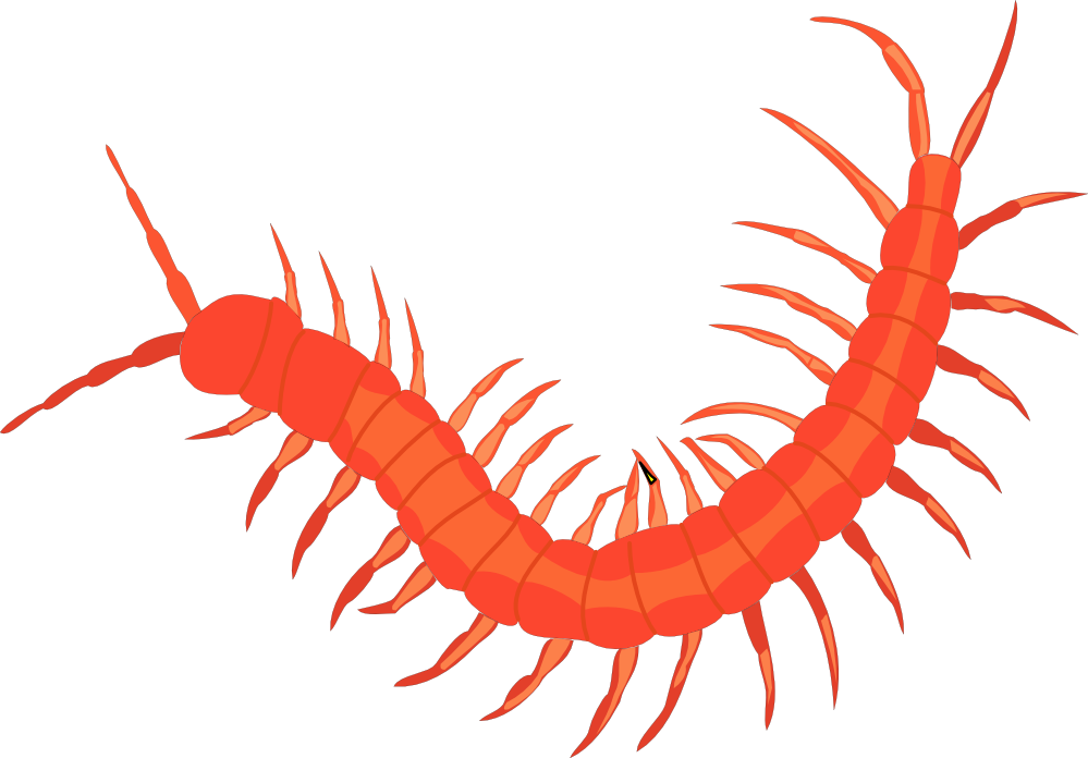 Worm 3 Svg - Insect Png (999x696)