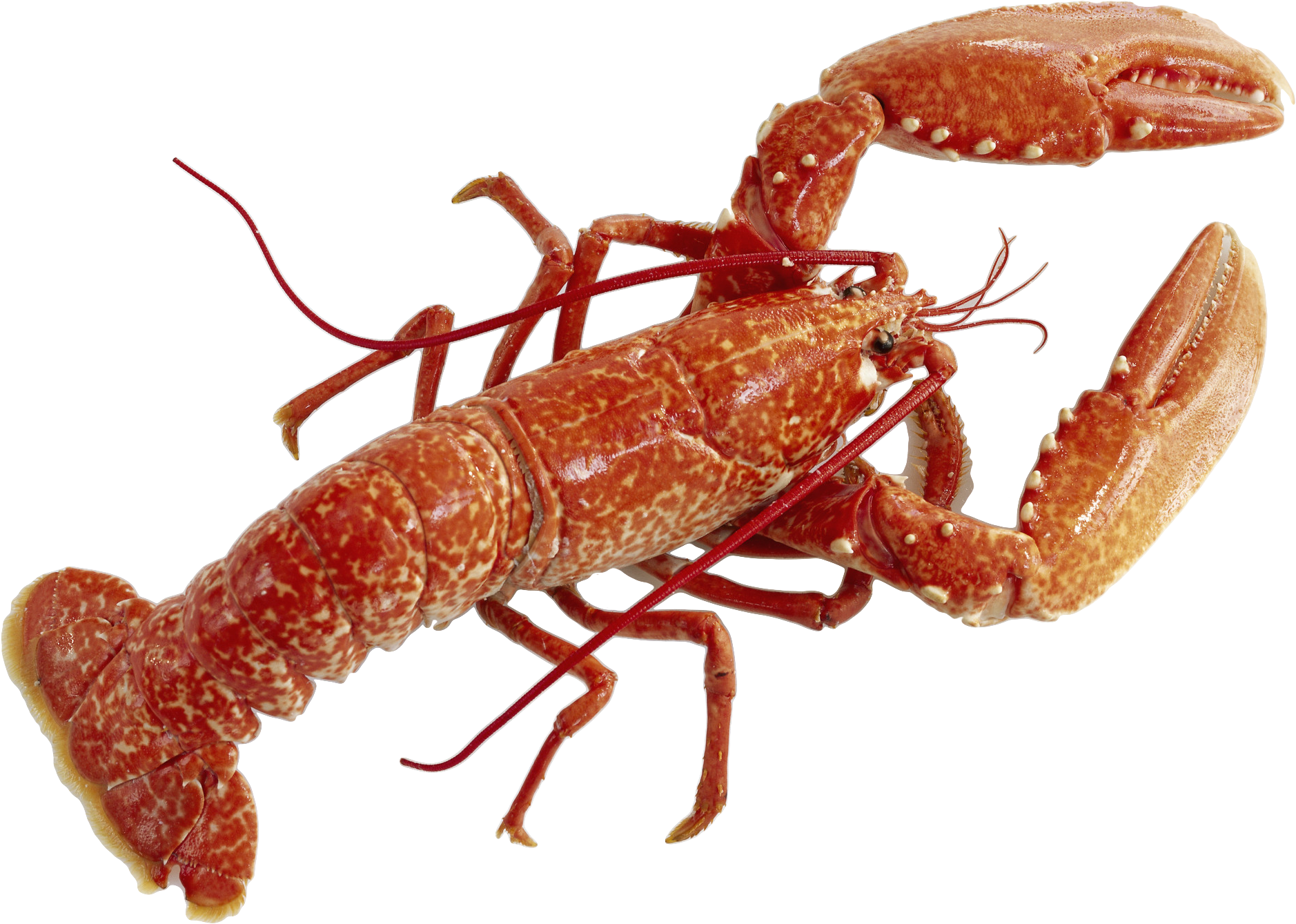 Image - Lobster Png (2229x1419)