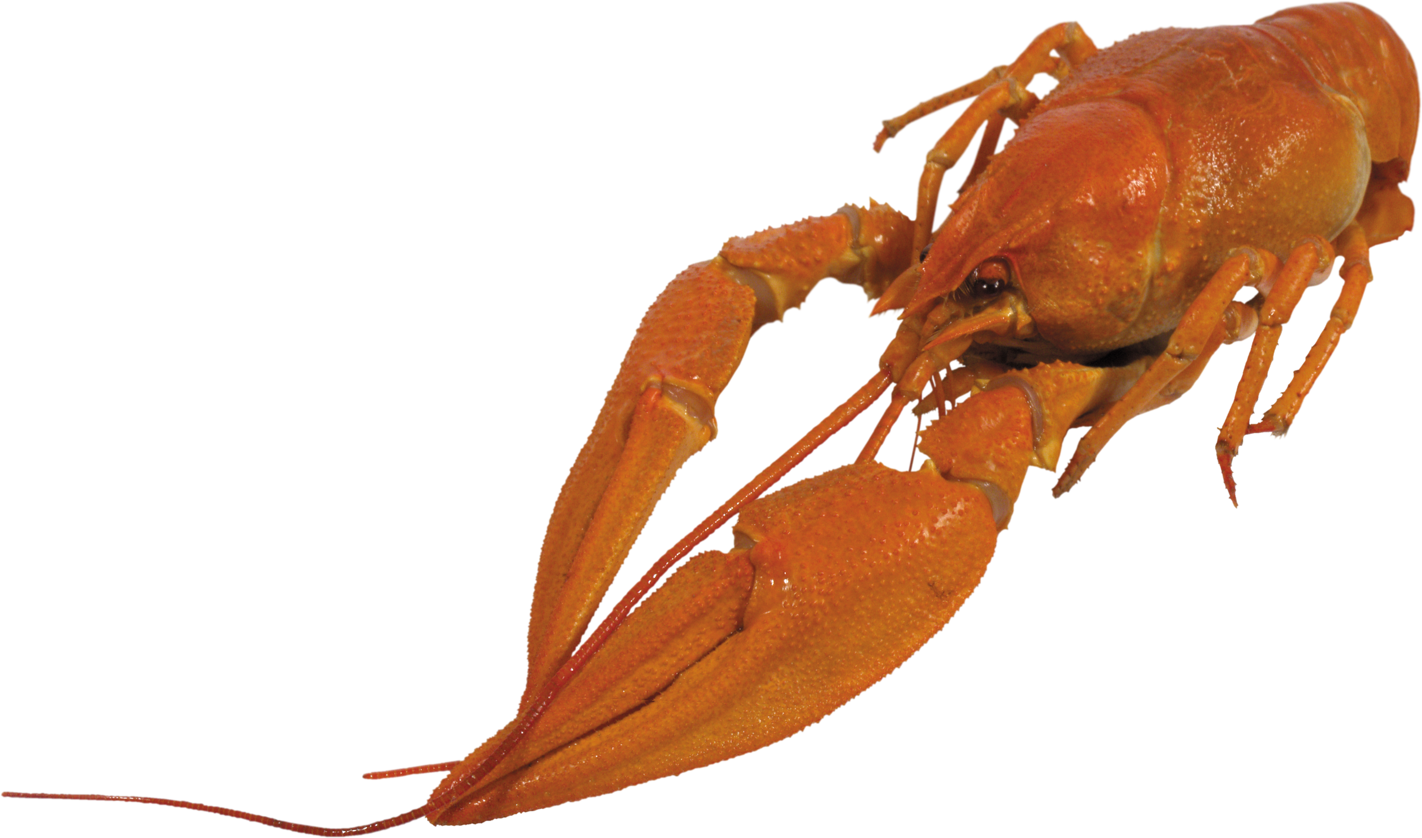 Image - Crayfish Png (4712x2777)