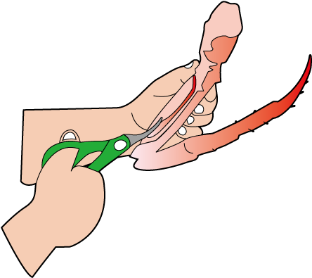 King Crab Legs - King Crab Legs (500x500)