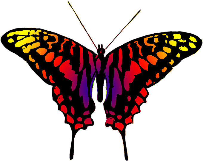 Dangerous Looking Butterfly - Butterfly (709x566)
