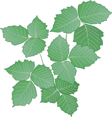 Clipart Ivy Poison - Poison Ivy Vine Drawing (384x400)