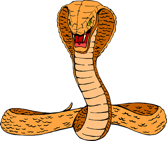 Curled Head, Snake, Orange, Cobra, Raised, Hissing, - Cobra Clipart (640x542)