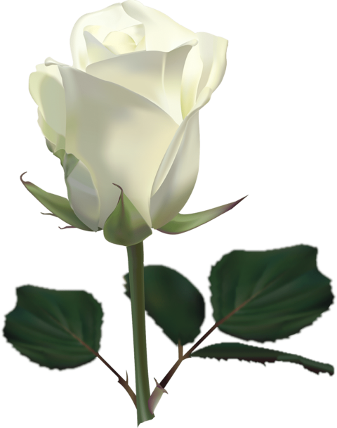 Large White Rose Png Clipart Picture - Rose Hd Photos Download (480x609)