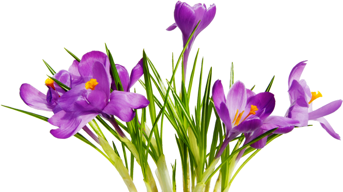 Free High Resolution Graphics And Clip Art - Png Images With Transparent Background Flowers (700x388)