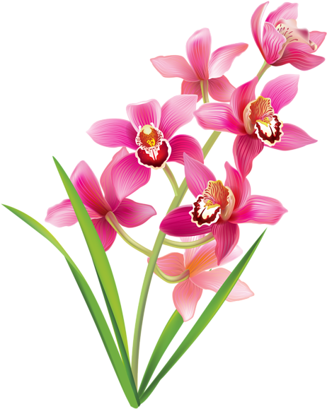 Pink Orchids Png Clipart Image - Orchid Png (479x600)