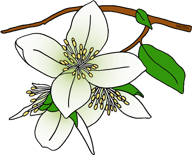 Syringa State Flower Drawing Clip Art - Syringa State Flower Drawing Clip Art (648x534)