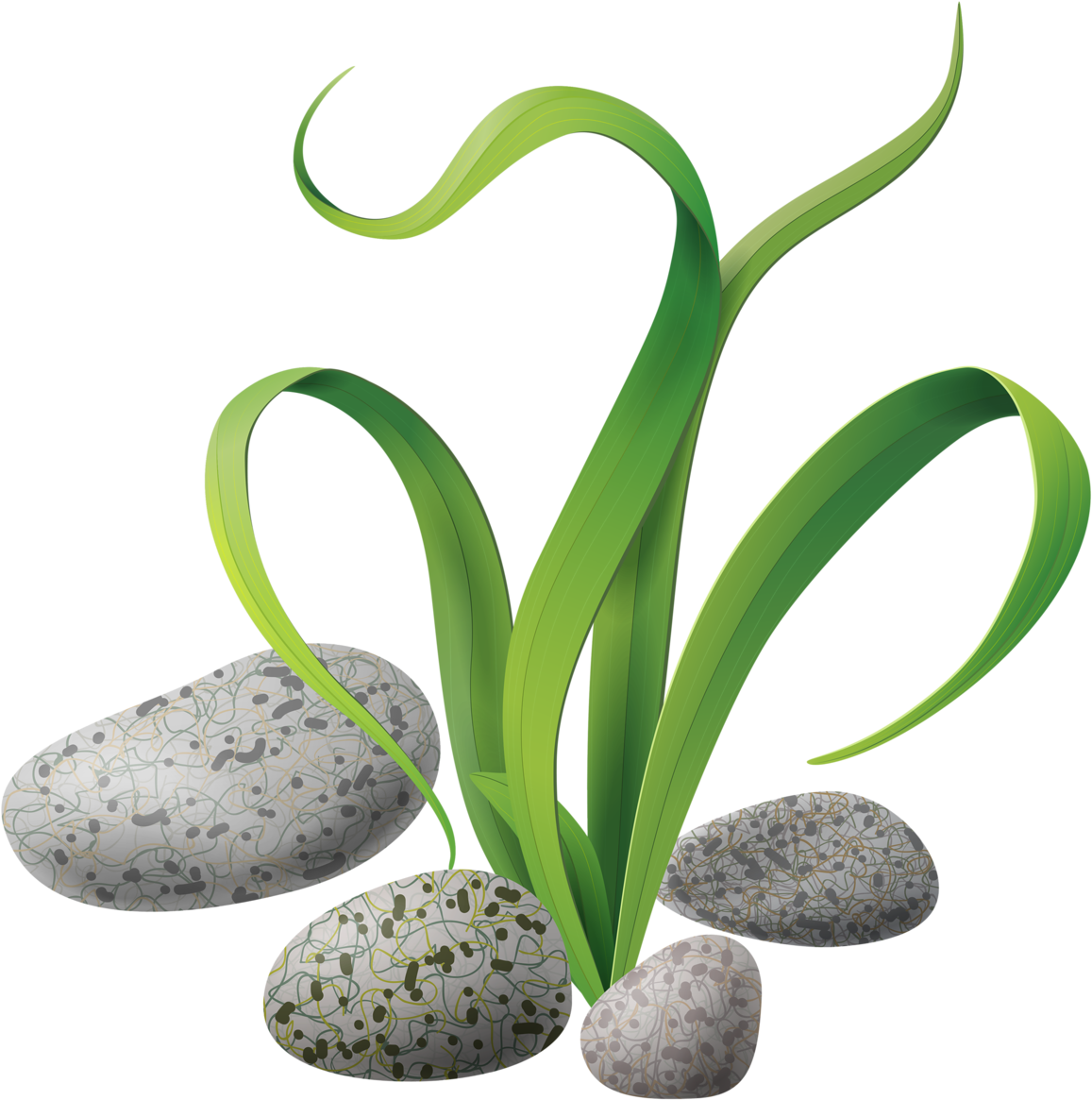 Яндекс - Фотки - Plant Clipart Under The Sea (1205x1280)